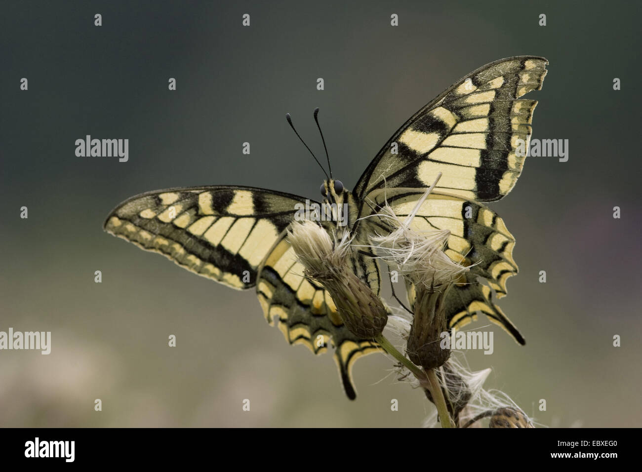 Coda forcuta (Papilio machaon), il riscaldamento nel sole di mattina, Belgio Foto Stock