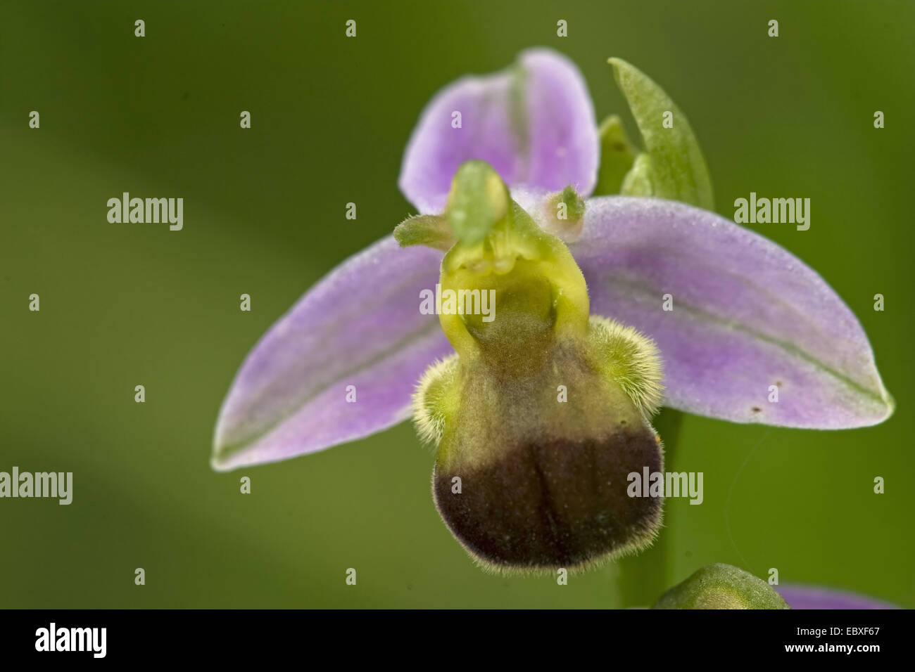 Bee orchid (Ophrys apifera bicolor), bicolore, Francia Foto Stock