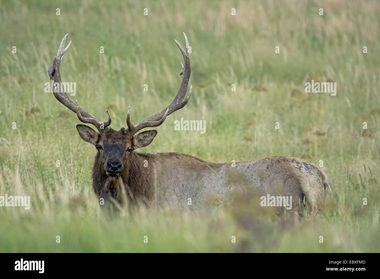 Wapiti, elk (Cervus elaphus canadensis, Cervus canadensis), feste di addio al celibato in un prato, STATI UNITI D'AMERICA, Colorado, Parco Nazionale delle Montagne Rocciose Foto Stock