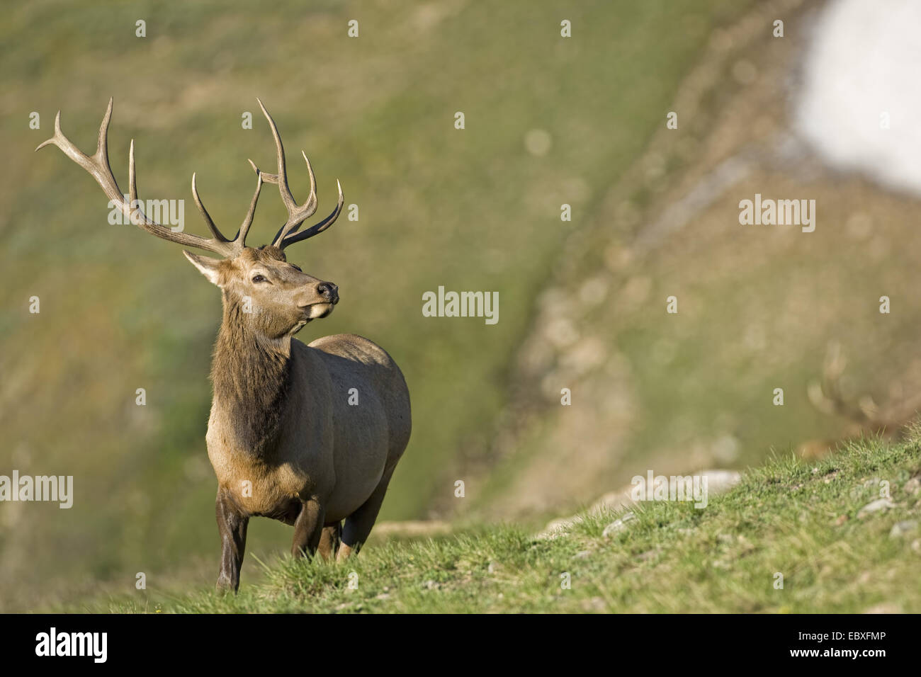 Wapiti, elk (Cervus elaphus canadensis, Cervus canadensis), feste di addio al celibato in un prato di montagna, STATI UNITI D'AMERICA, Colorado, Parco Nazionale delle Montagne Rocciose Foto Stock