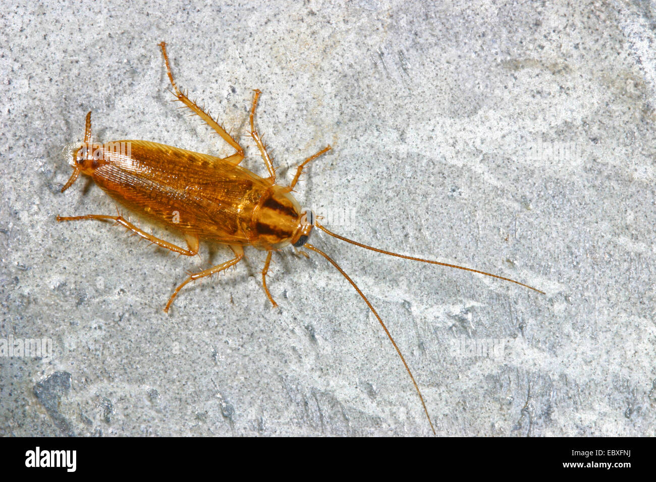Il tedesco scarafaggio (croton-bug, shiner, steamfly) (Blattella germanica), su una pietra, Germania Foto Stock