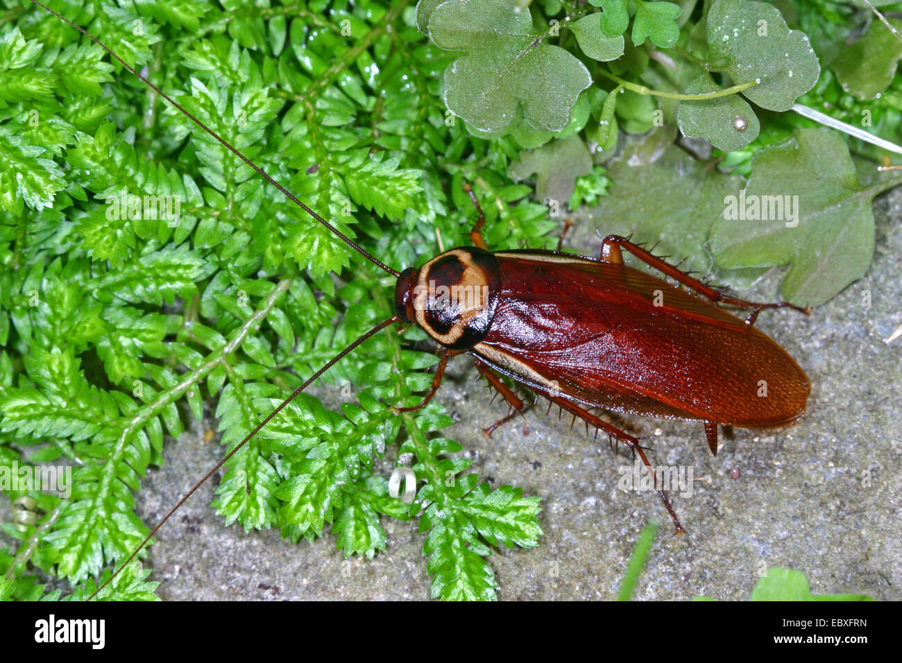 Scarafaggio australiano (Periplaneta australasiae), con Selaginella in una serra Foto Stock