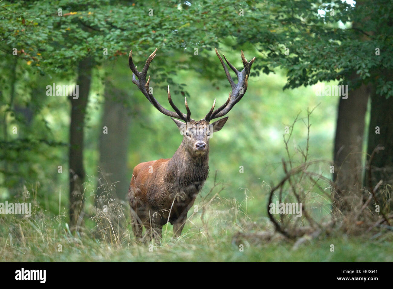 Il cervo (Cervus elaphus), feste di addio al celibato in una foresta di faggio, in Germania, in Renania settentrionale-Vestfalia Foto Stock
