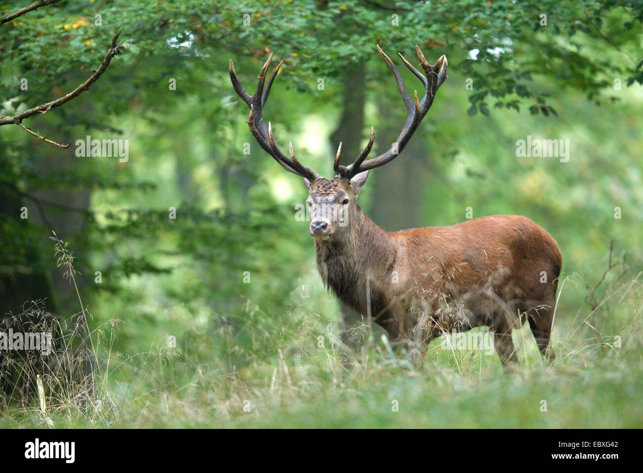 Il cervo (Cervus elaphus), feste di addio al celibato in una foresta di faggio, in Germania, in Renania settentrionale-Vestfalia Foto Stock