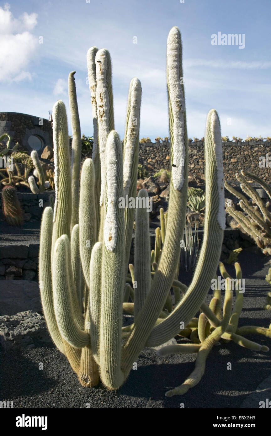 Colonna cactus nel giardino di cactus di Guatiza, Spagna, Canarie, Lanzarote Foto Stock