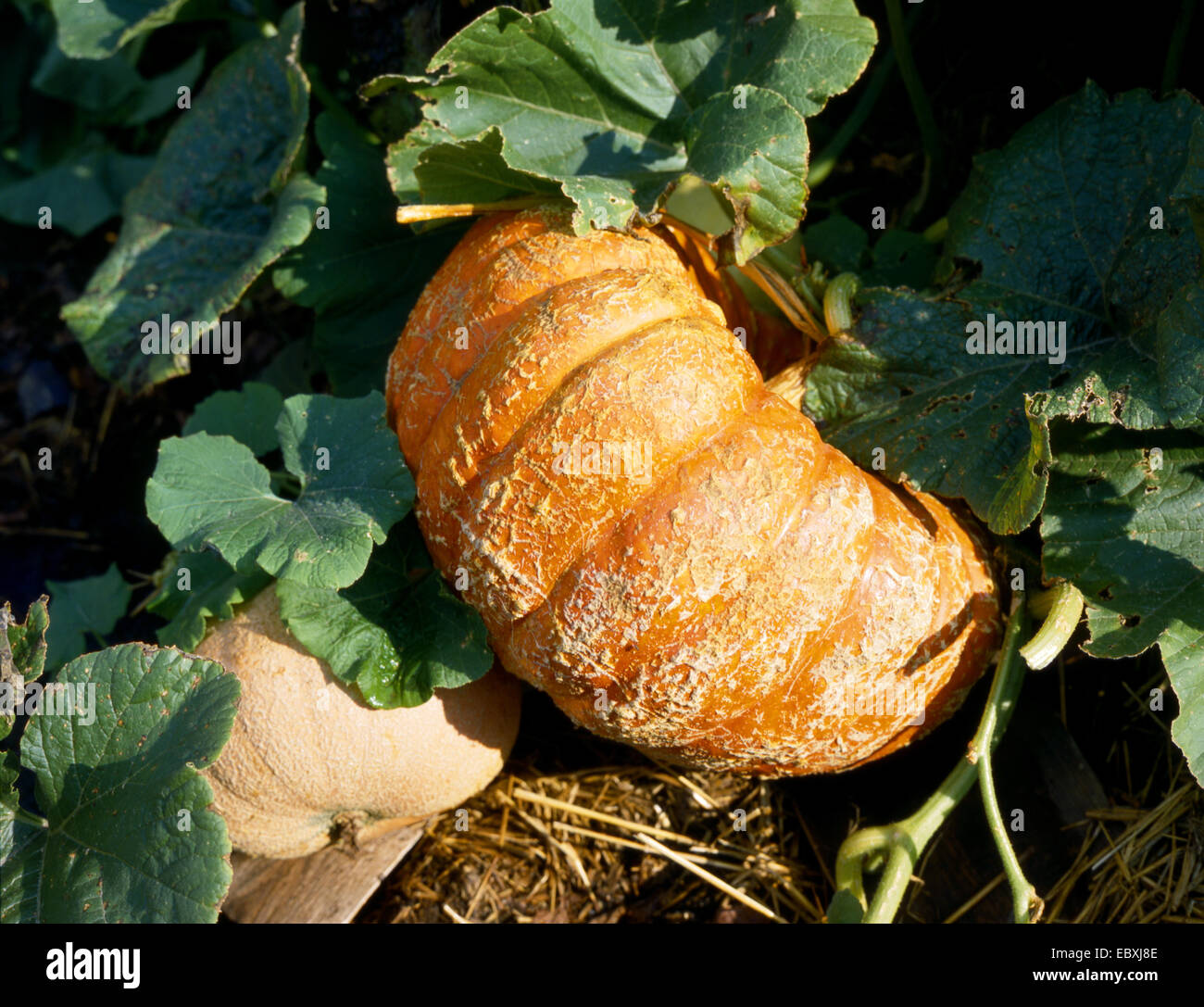 La zucca Foto Stock