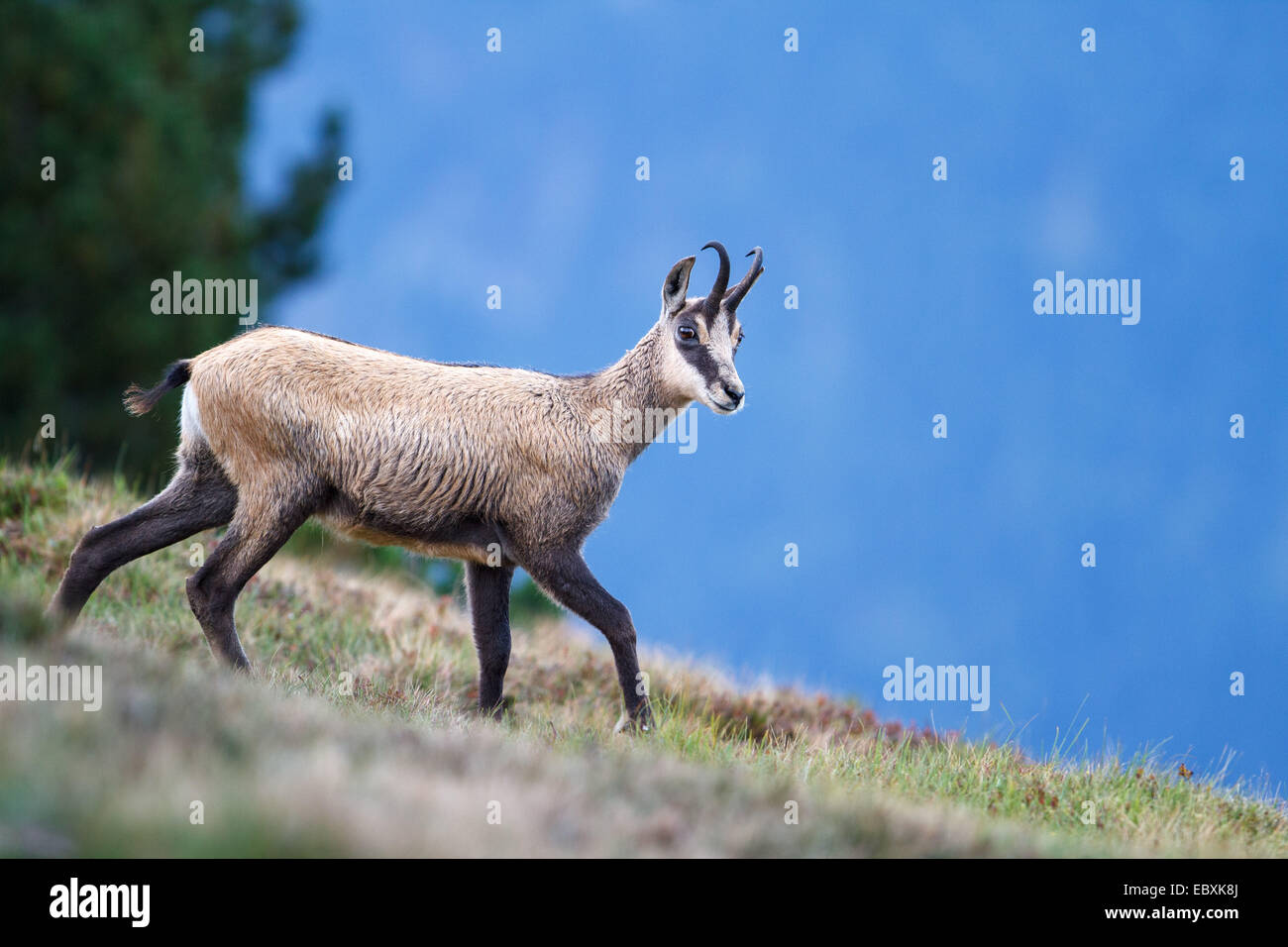 Un giovane camoscio in piedi su un prato nelle montagne svizzere Foto Stock