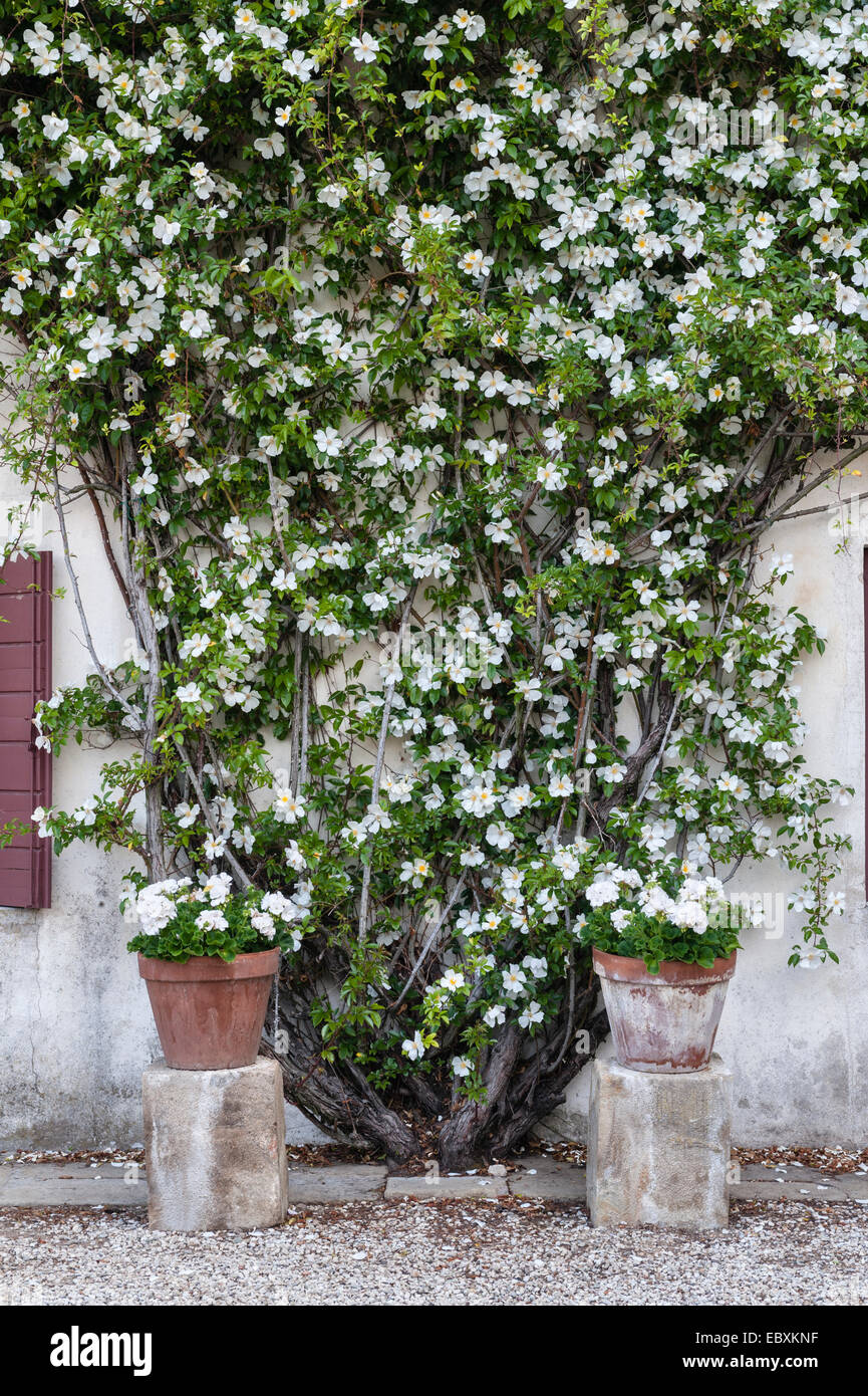 Villa Emo, Monselice, Veneto, Italia. In estate, una vigorosa rosa bianca arrampicata (Rosa gigantea) si arrampica su uno degli edifici agricoli nei pressi della villa Foto Stock