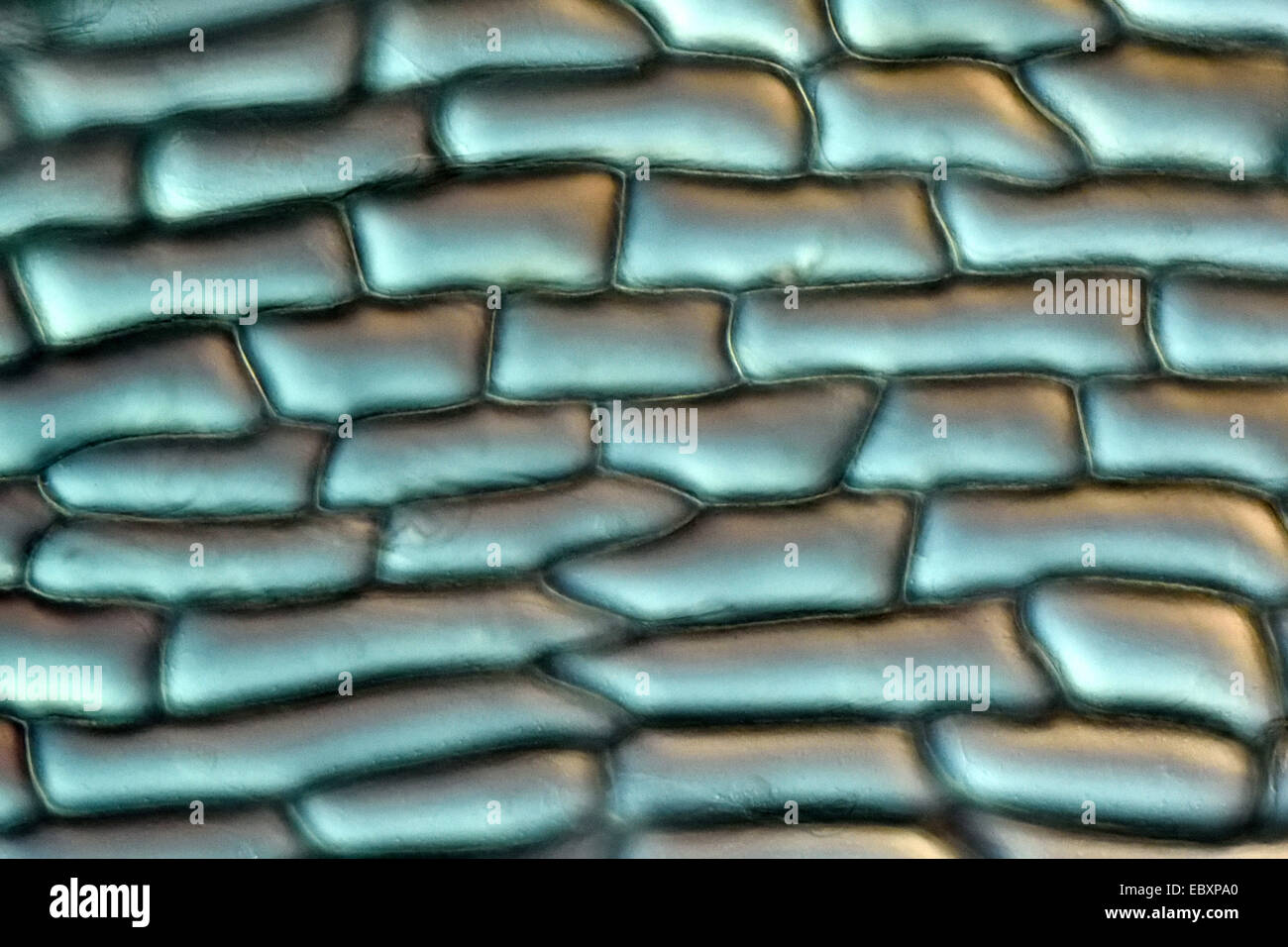 Le pareti cellulari e organelli del bulbo della cipolla scala cellule epidermiche Foto Stock