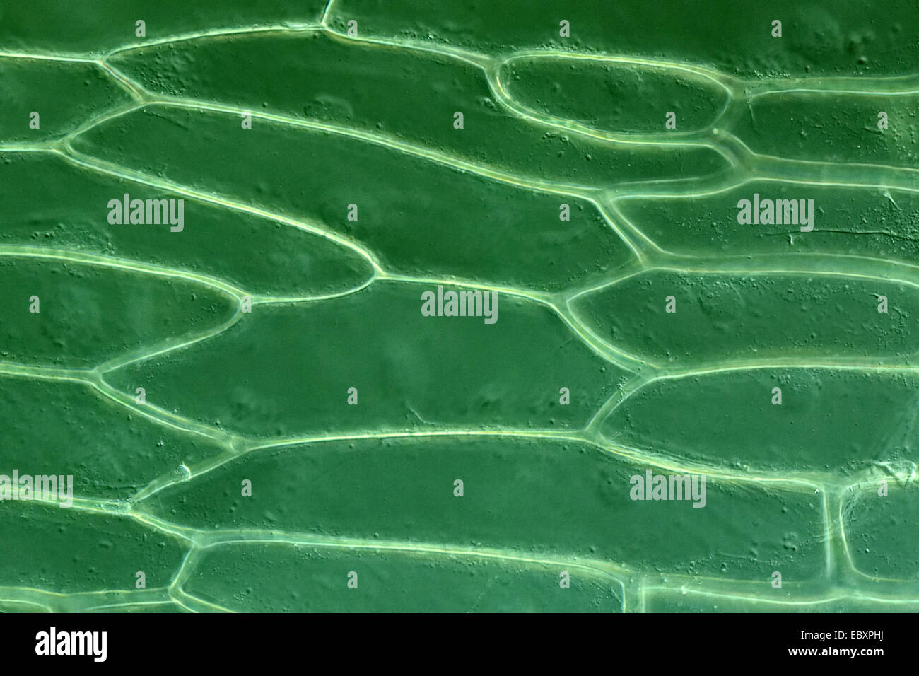 Le pareti cellulari e organelli del bulbo della cipolla scala cellule epidermiche Foto Stock