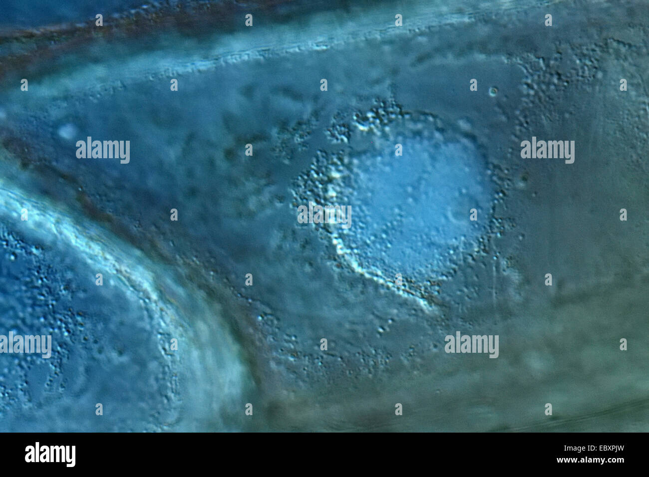Parete cellulare, nucleo, e organelli del bulbo della cipolla scala cellule epidermiche Foto Stock