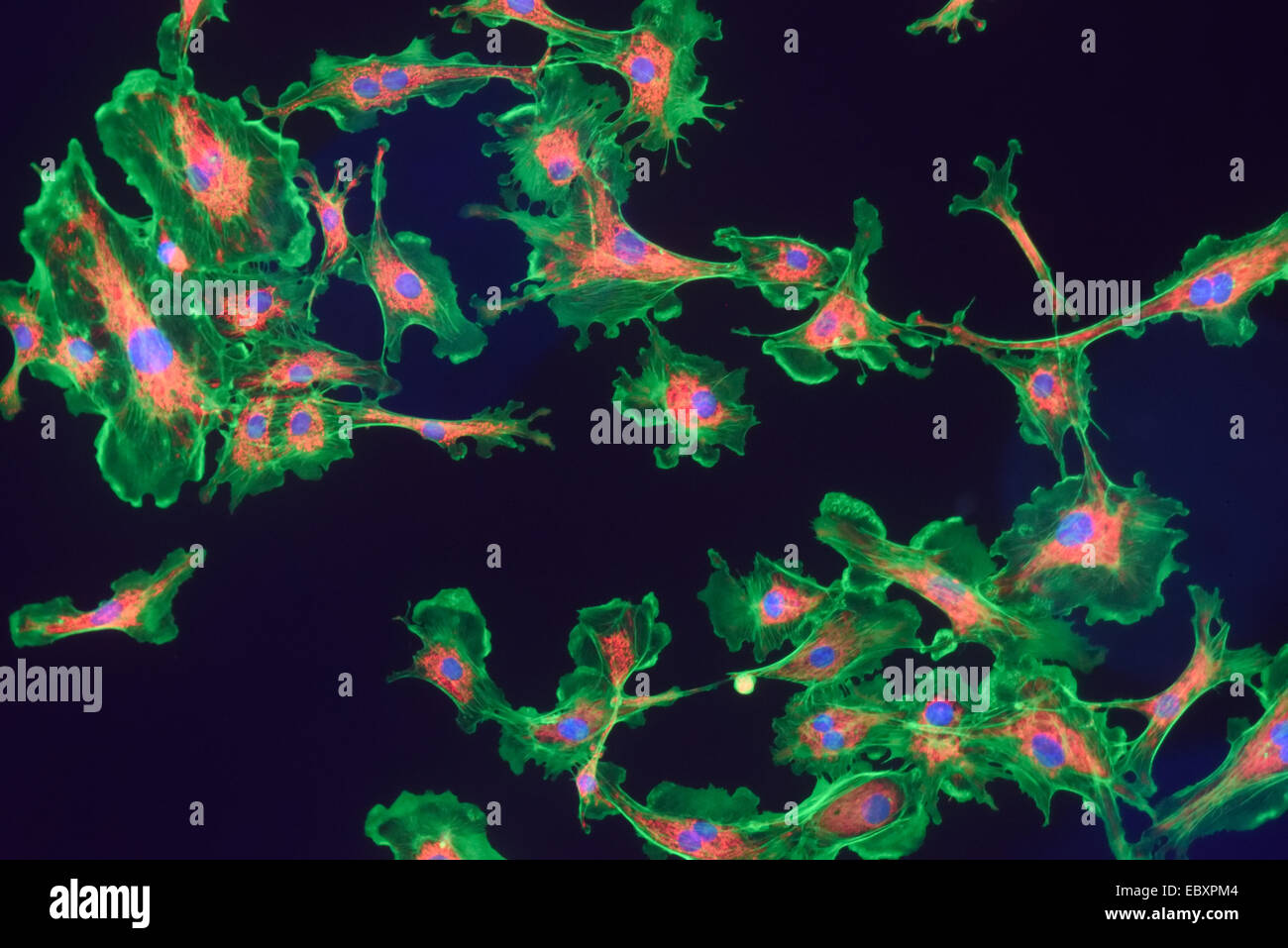 Microfilamenti, mitocondri e nuclei in cellule di fibroblasti Foto Stock