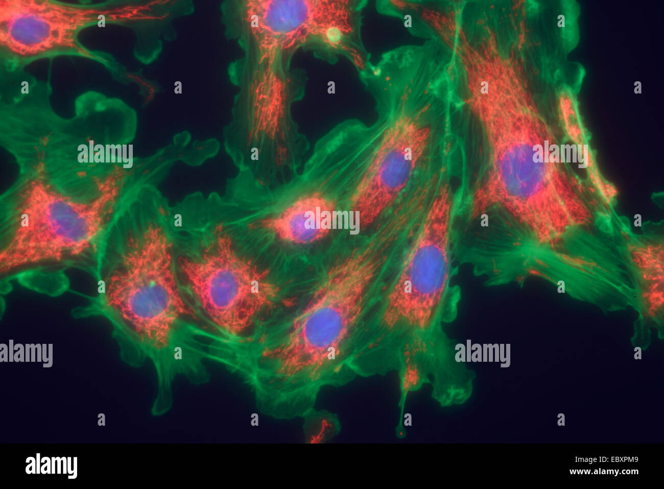 Microfilamenti, mitocondri e nuclei in cellule di fibroblasti Foto Stock