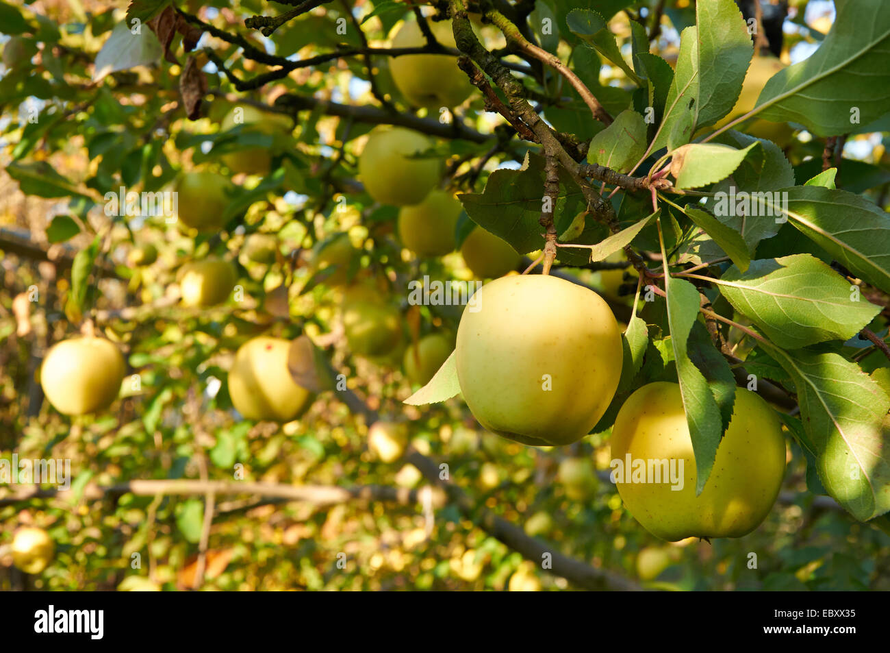 Mature verde giallo mele sul ramo crescente Foto Stock