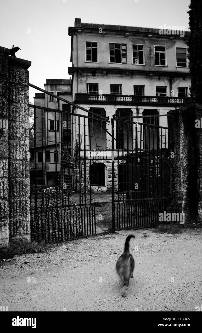 Gatto randagio vicino edificio abbandonato Foto Stock