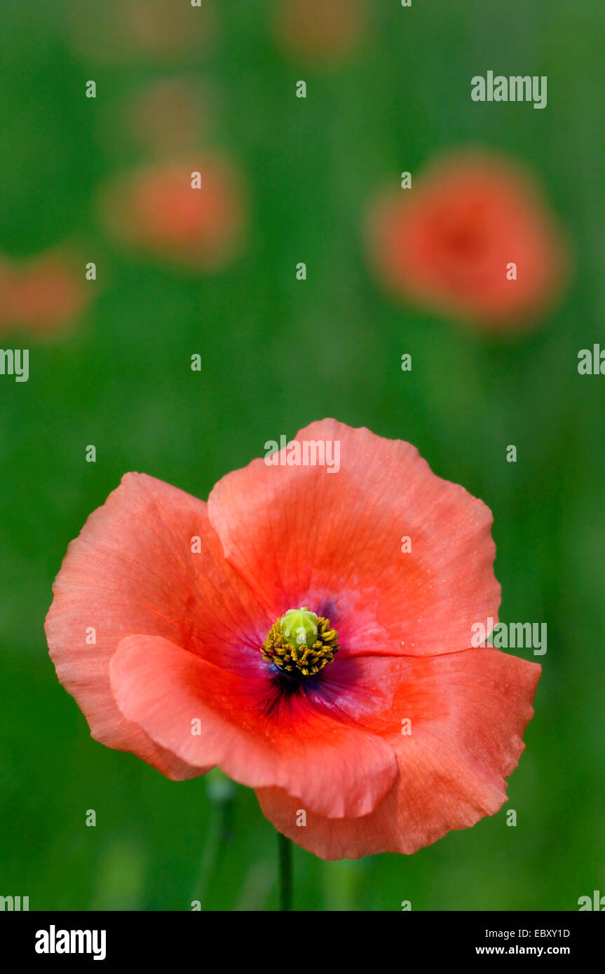 Comune di papavero, mais, papavero rosso papavero (Papaver rhoeas), unico fiore, Regno Unito, Scozia Foto Stock