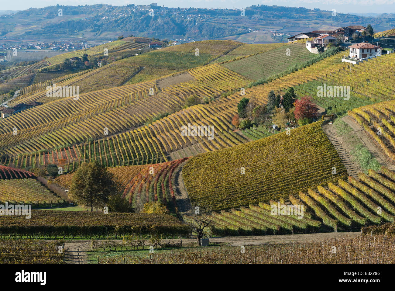 L'Italia, panorama di vigneti del Piemonte: Langhe-Roero e Monferrato nella Lista del Patrimonio Mondiale UNESCO Foto Stock