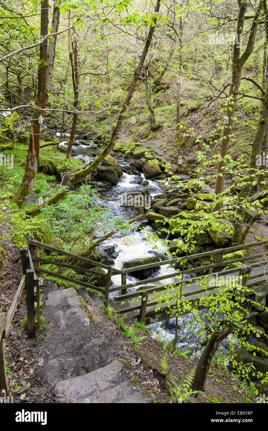 Burbage Brook Flowing sotto uno dei ponti e attraverso i boschi di forra Padley, Derbyshire, Parco Nazionale di Peak District, Inghilterra, Regno Unito. Foto Stock