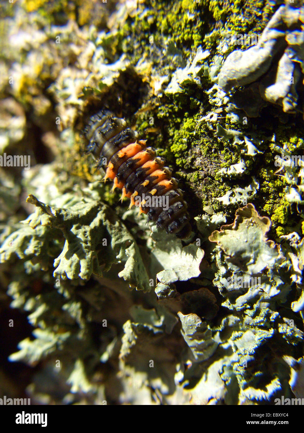 Multicolore coleottero asiatico (Harmonia axyridis), larva su un tronco di albero, Germania Foto Stock