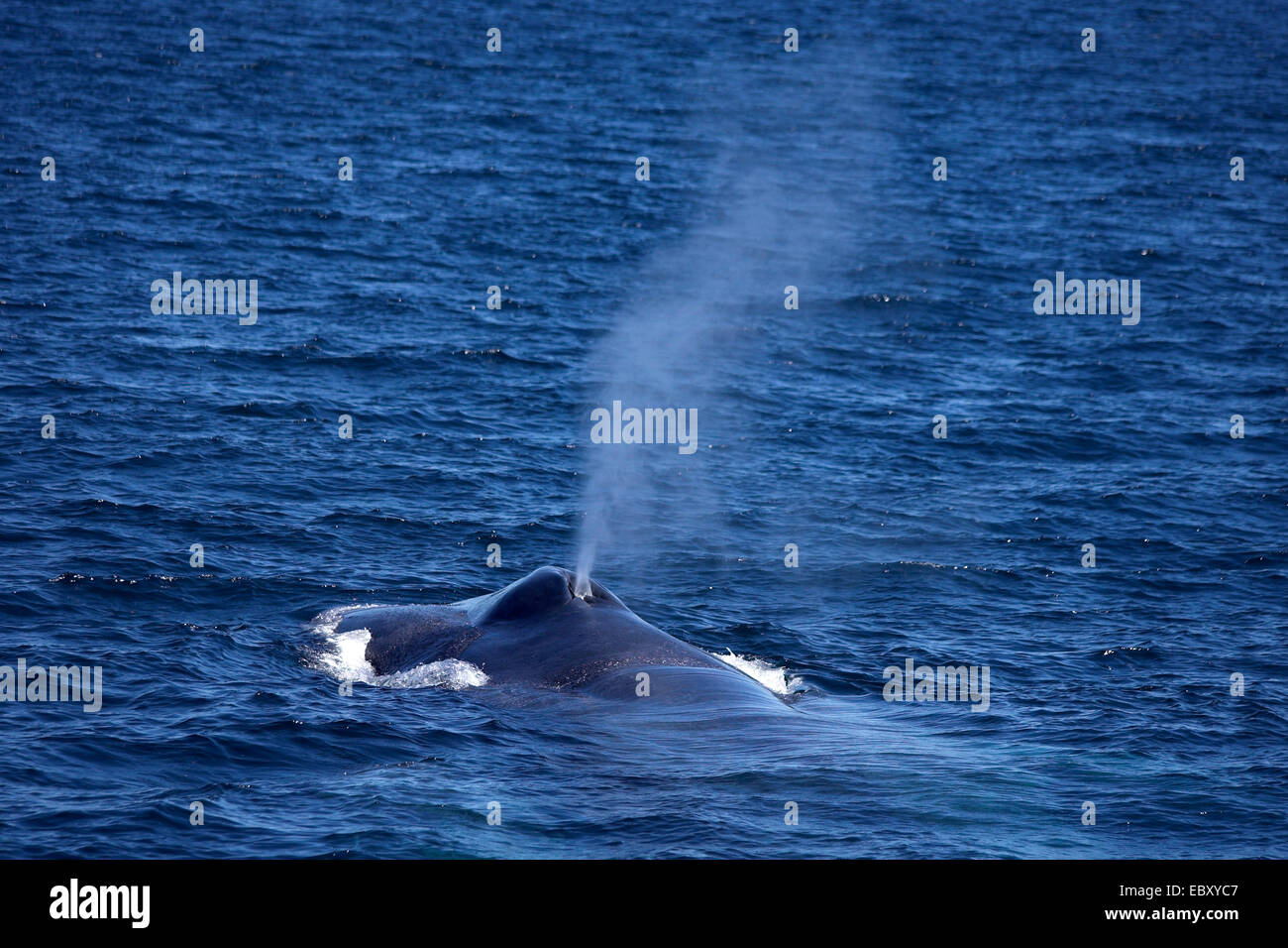 La balenottera azzurra (Balaenoptera musculus), in corrispondenza della superficie dell'acqua, Messico, Baja California, Gorda banche Foto Stock