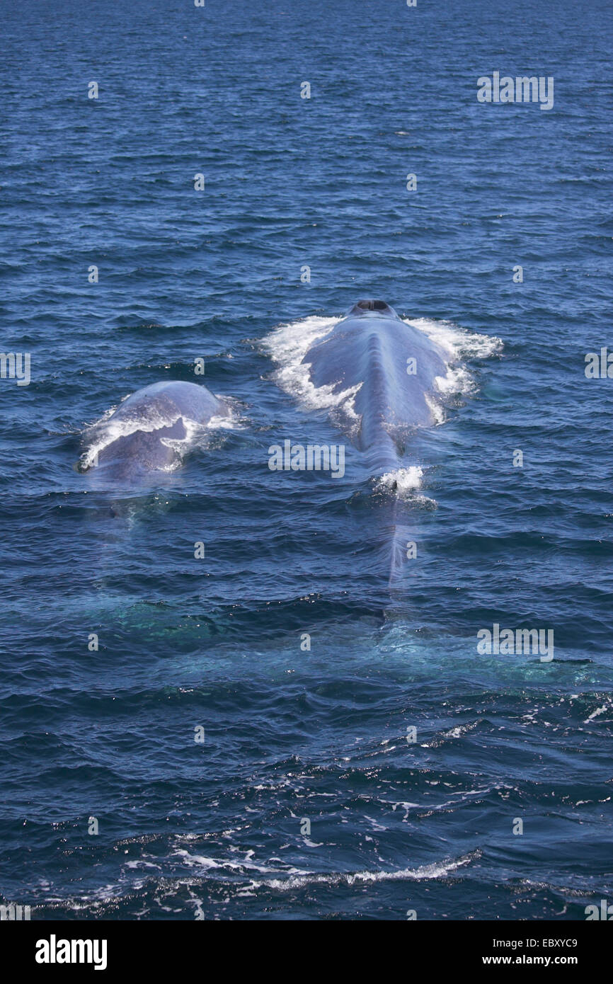 La balenottera azzurra (Balaenoptera musculus), con giovani, Messico, Baja California, Gorda banche Foto Stock