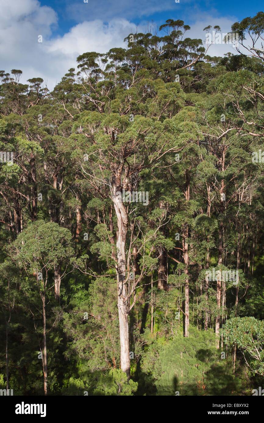 Alberi di eucalipto nella Valle dei Giganti Foto Stock