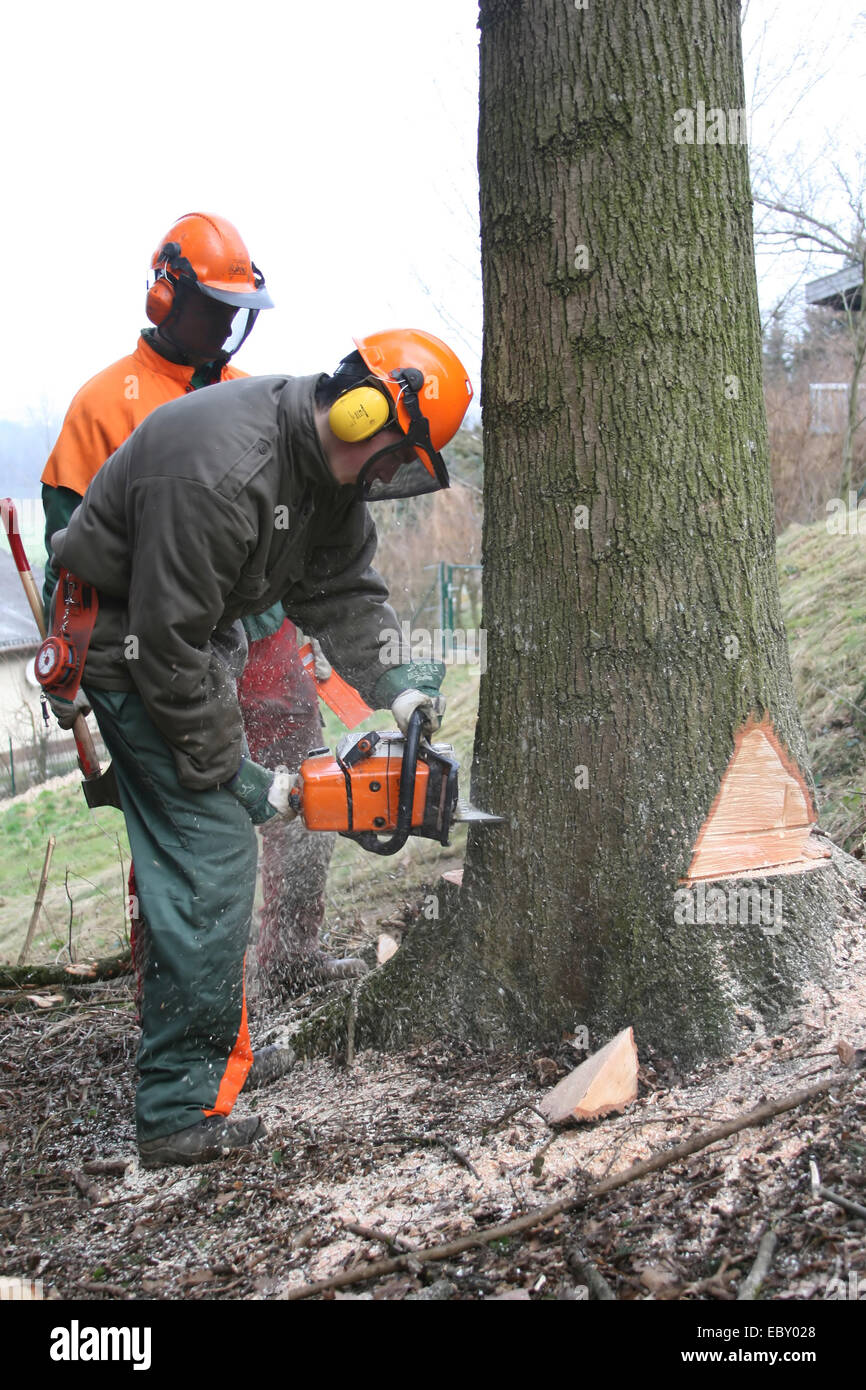 Tree feller tagliando un albero Foto Stock