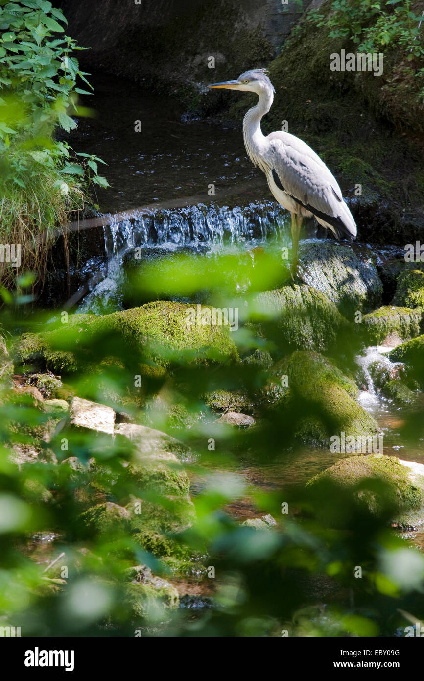 Airone cinerino (Ardea cinerea), in attesa di una preda facile in un ruscello proveniente volato fuori di un tunnel, Germania, il Land Brandeburgo Foto Stock