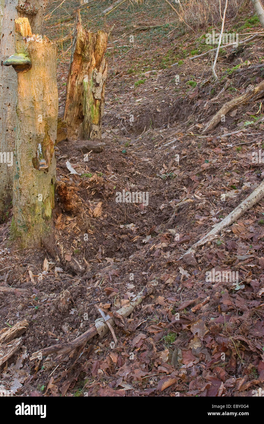 Il cinghiale, maiale, il cinghiale (Sus scrofa), foresta terreno rastrellata fino alla ricerca di cibo, Germania Foto Stock
