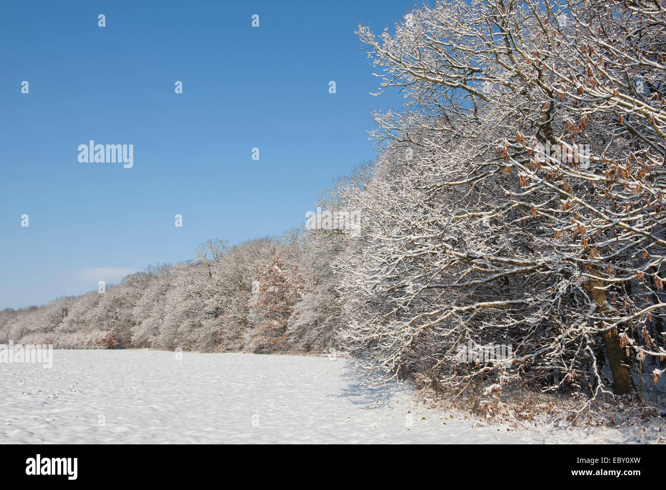 Bordo di foresta in inverno, Erfurt, Turingia, Germania Foto Stock
