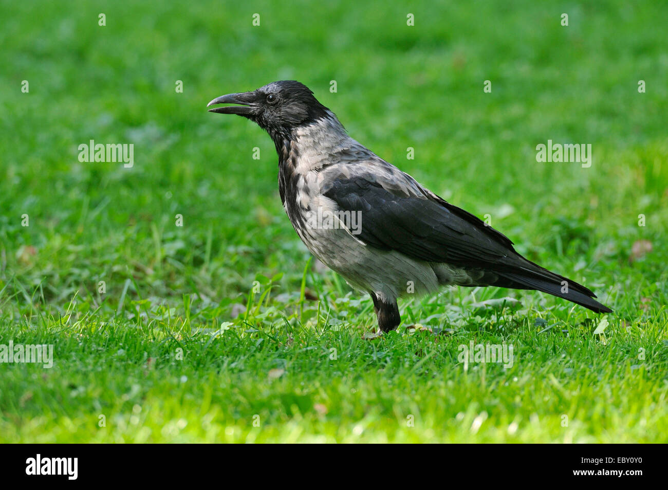 Cornacchia Mantellata (Corvus corone cornix) in piedi su un prato, Lipsia, Sassonia, Germania Foto Stock
