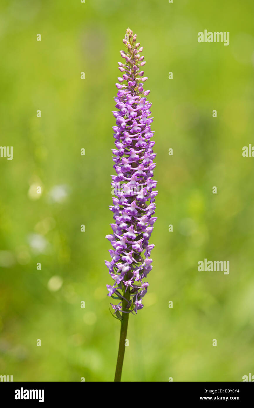 Grande Orchid fragrante (Gymnadenia conopsea), fioritura, Jena, Turingia, Germania Foto Stock