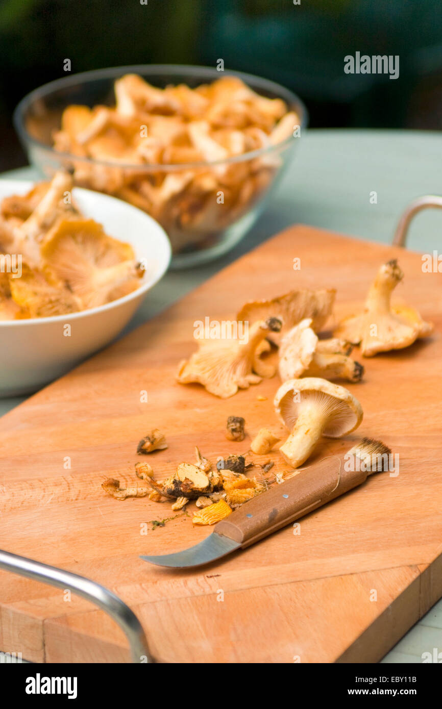 (Chanterelle Cantharellus cibarius), raccolta funghi vengono preparati su un tagliere, Germania Foto Stock