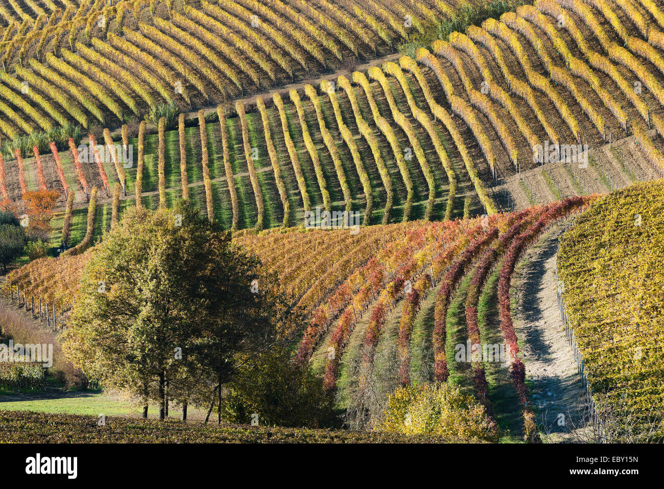 L'Italia, panorama di vigneti del Piemonte: Langhe-Roero e Monferrato nella Lista del Patrimonio Mondiale UNESCO Foto Stock