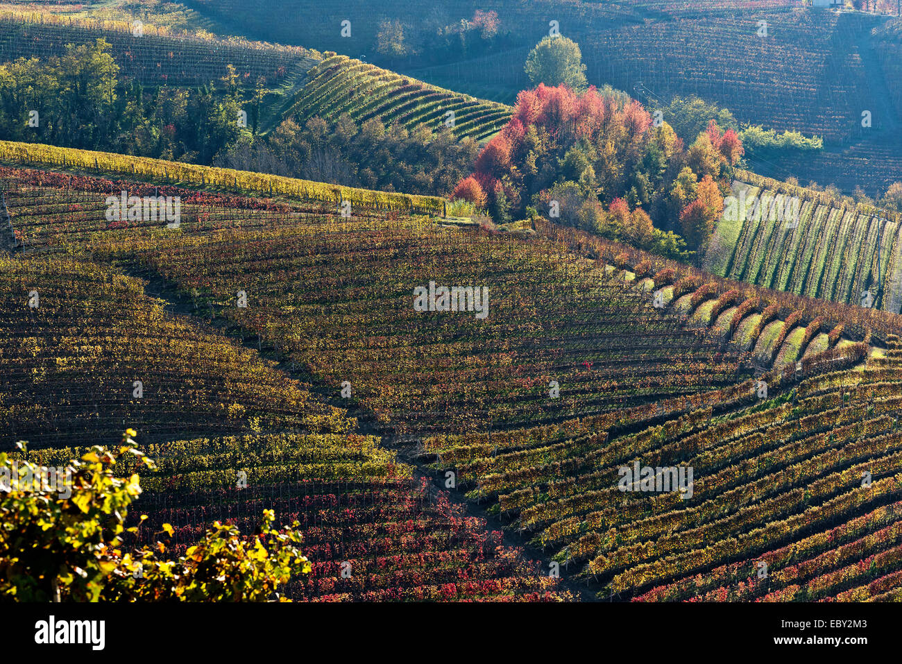 L'Italia, panorama di vigneti del Piemonte: Langhe-Roero e Monferrato nella Lista del Patrimonio Mondiale UNESCO Foto Stock