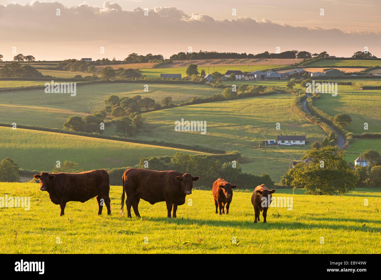 North Devon rosso rubino mandrie di bovini che pascolano nella campagna di laminazione, cane nero, Devon, Inghilterra. In estate (Luglio) 2014. Foto Stock