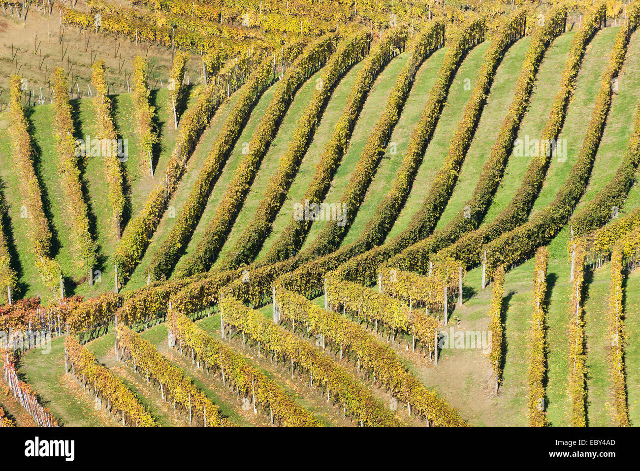 L'Italia, panorama di vigneti del Piemonte: Langhe-Roero e Monferrato nella Lista del Patrimonio Mondiale UNESCO Foto Stock