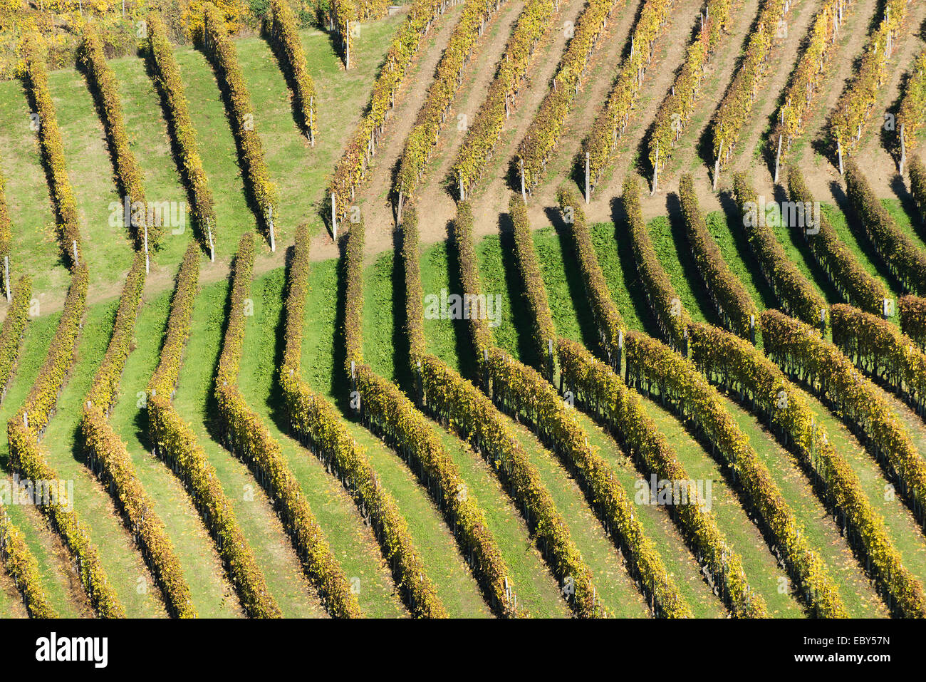 L'Italia, panorama di vigneti del Piemonte: Langhe-Roero e Monferrato nella Lista del Patrimonio Mondiale UNESCO Foto Stock