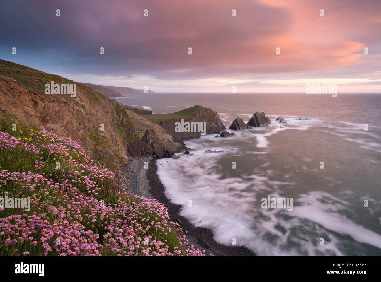 Mare di fiori di campo rosa fioritura sul clifftops a Hartland Quay, guardando verso il punto Screda, Devon, Inghilterra. Foto Stock