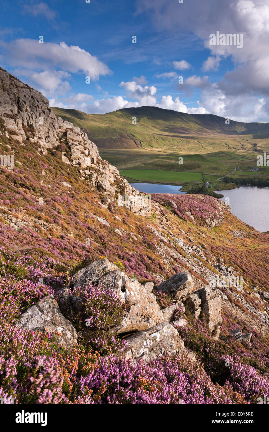 Heather tappezzate pendio sopra Llynnau Cregennen, Snowdonia National Park, il Galles. In autunno (settembre) 2013. Foto Stock