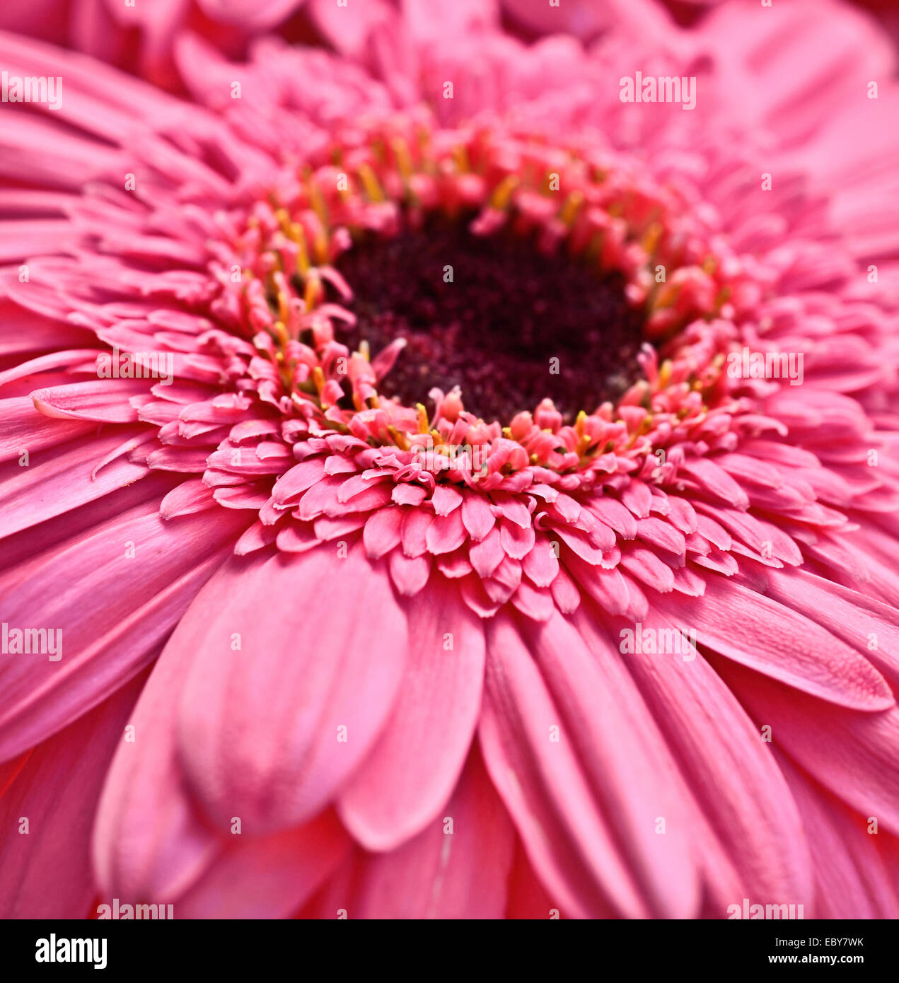 In prossimità di una pink gerbera Foto Stock