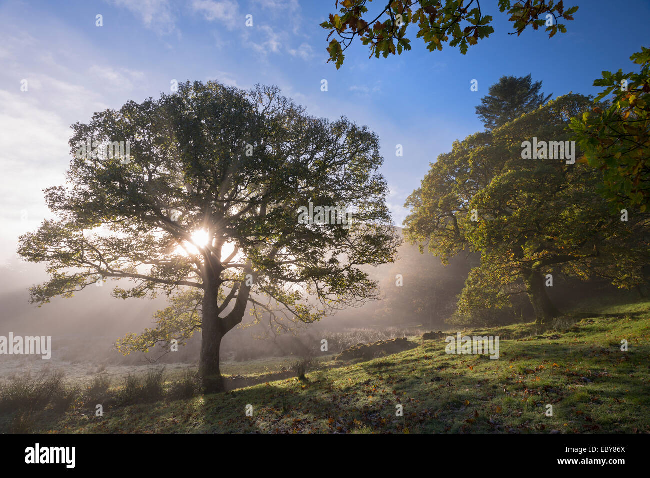 Sole mattutino bruciare attraverso la nebbia, Lake District, Cumbria, Inghilterra. In autunno (Novembre) 2013. Foto Stock