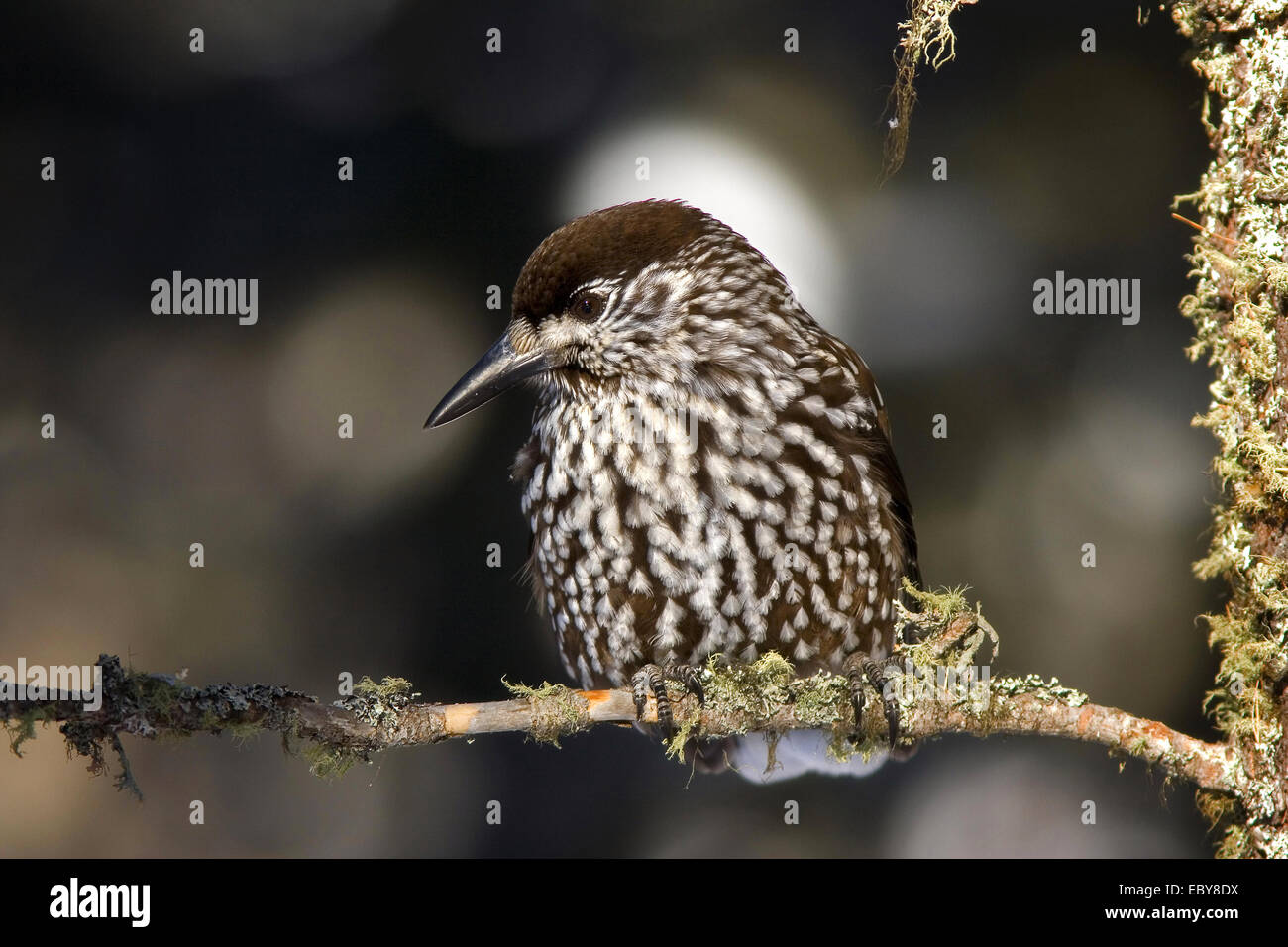 Nocciolaia, Foto Stock