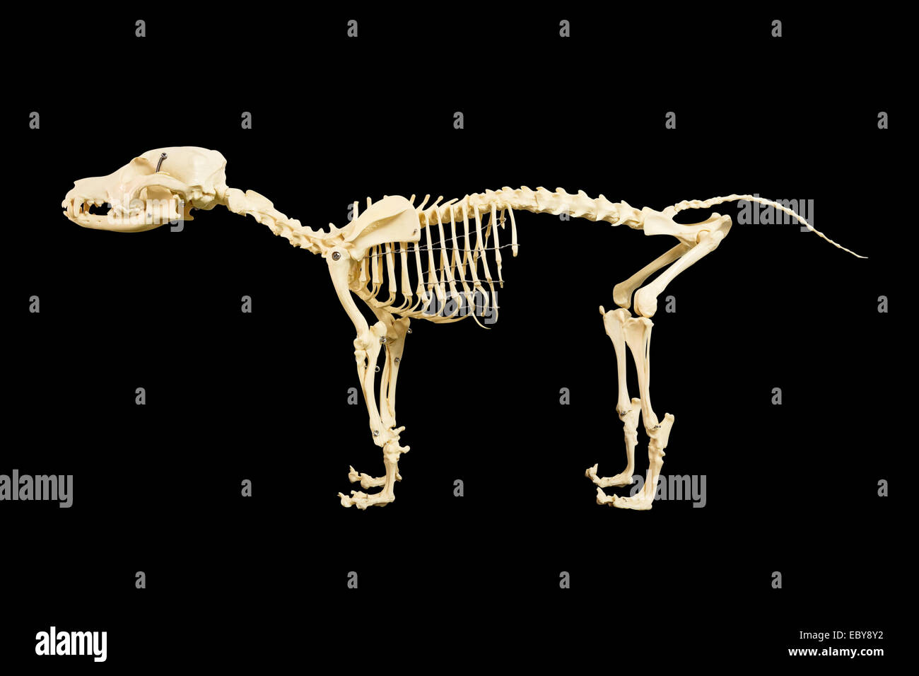 Lo scheletro del cane modello su sfondo nero Foto Stock