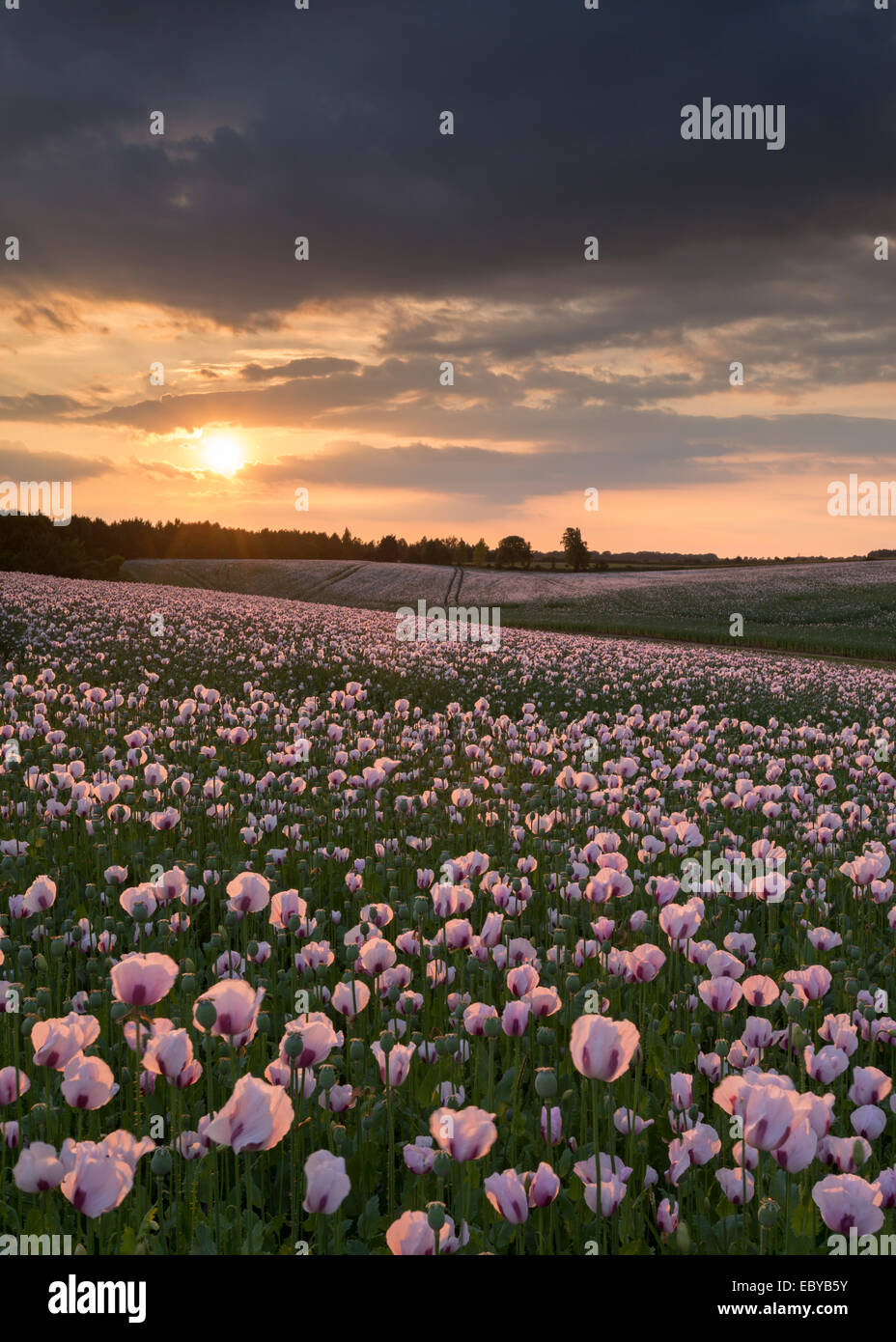 L'oppio poppyfield al tramonto, Chilton, Oxfordshire, Inghilterra. Per il periodo estivo (Giugno) 2014. Foto Stock