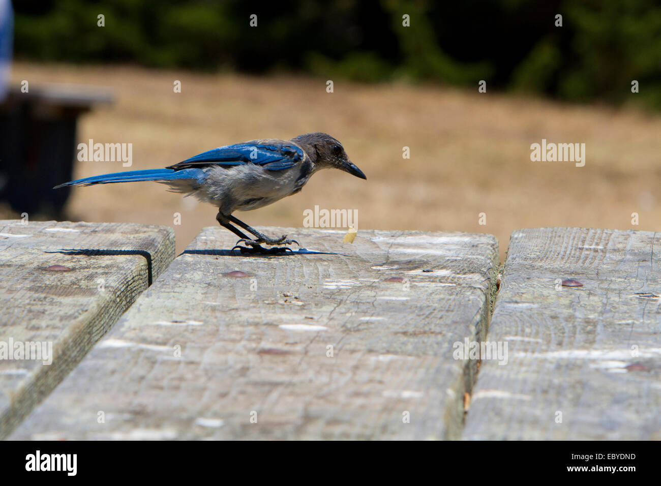 Western Scrub Jay (Aphelocoma californica) alimentazione sulla tabella nel parco lungo la Pietra di Luna Beach Drive, California USA nel mese di luglio Foto Stock