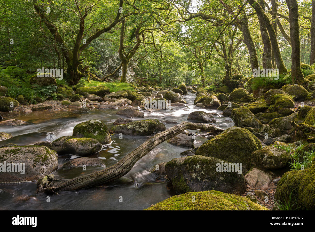 Rocky River Plym fluente attraverso Dewerstone legno, Dartmoor Devon, Inghilterra. Per il periodo estivo (Giugno) 2014. Foto Stock