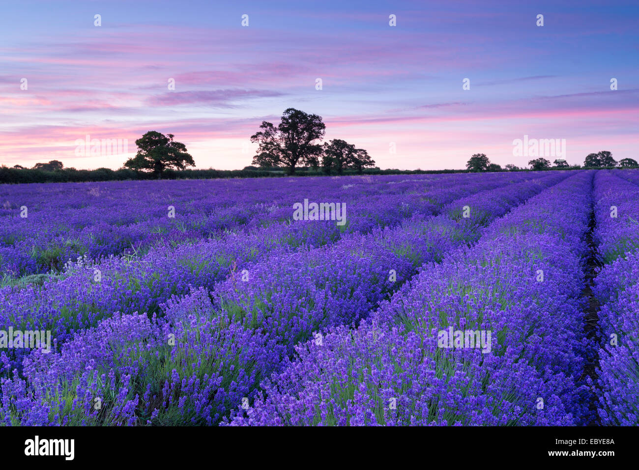 Campo di lavanda all'alba, Somerset, Inghilterra. In estate (Luglio) 2014. Foto Stock
