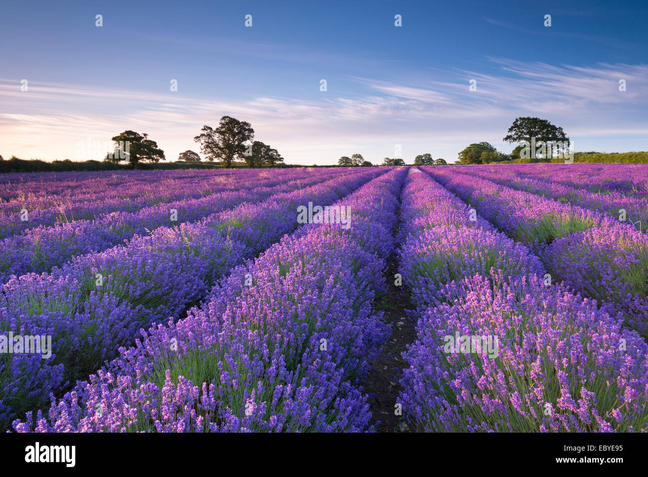 Campo di lavanda all'alba, Somerset, Inghilterra. In estate (Luglio) 2014. Foto Stock