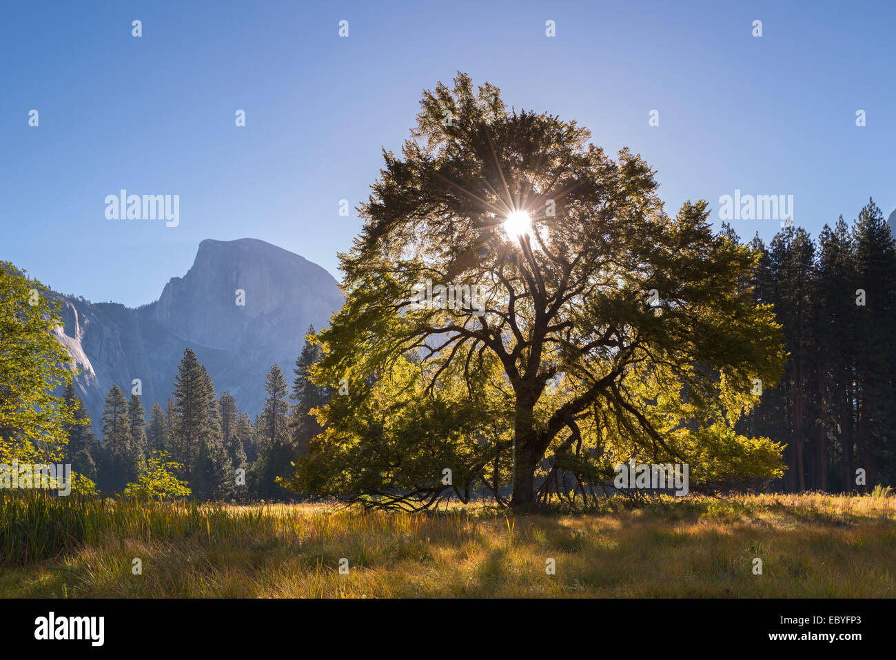 Half Dome e olmo nel prato di cuochi, Yosemite Valley, California, Stati Uniti d'America. In autunno (ottobre) 2014. Foto Stock